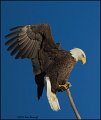 _1SB8515 american bald eagle
